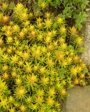 Sedum rupestre