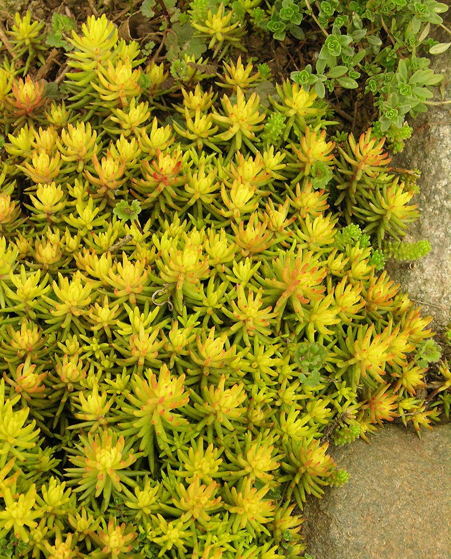 Изображение особи Sedum rupestre.