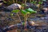 Petasites radiatus