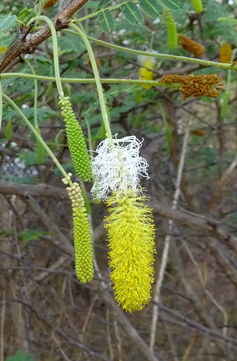 Изображение особи Dichrostachys cinerea.