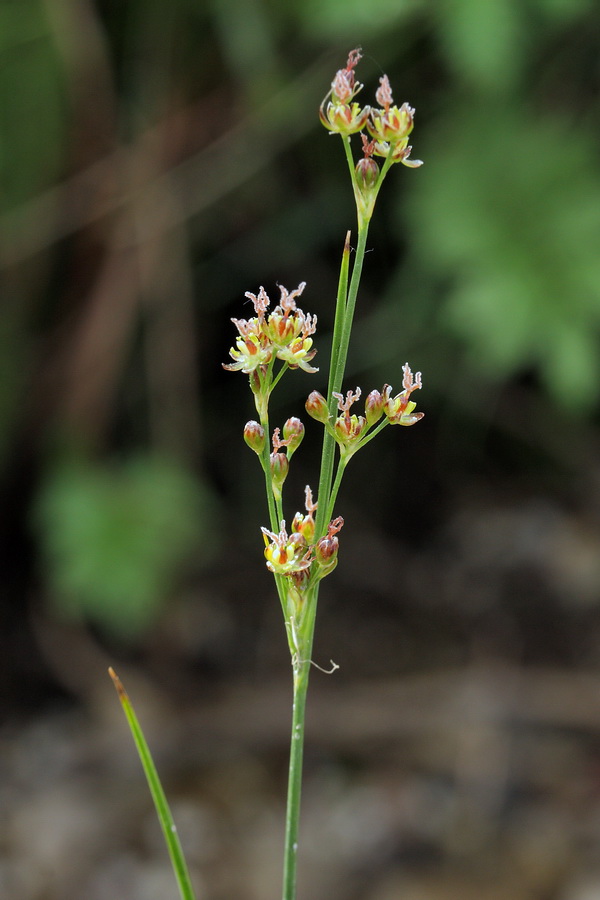 Изображение особи Juncus compressus.