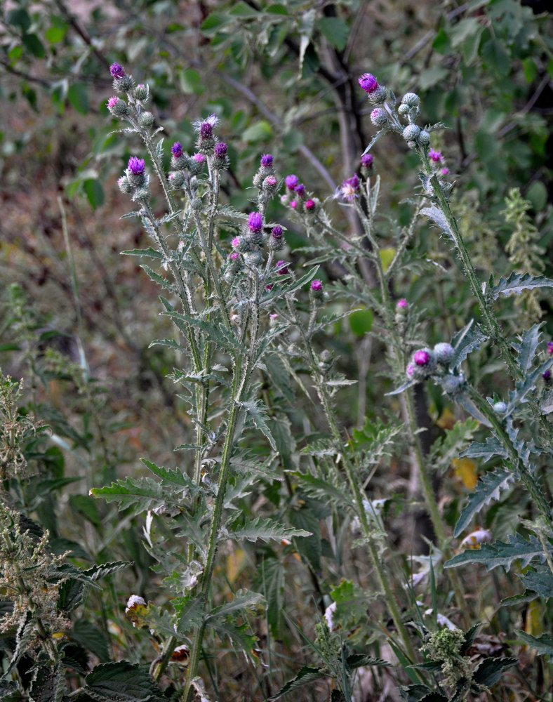 Изображение особи Carduus crispus.