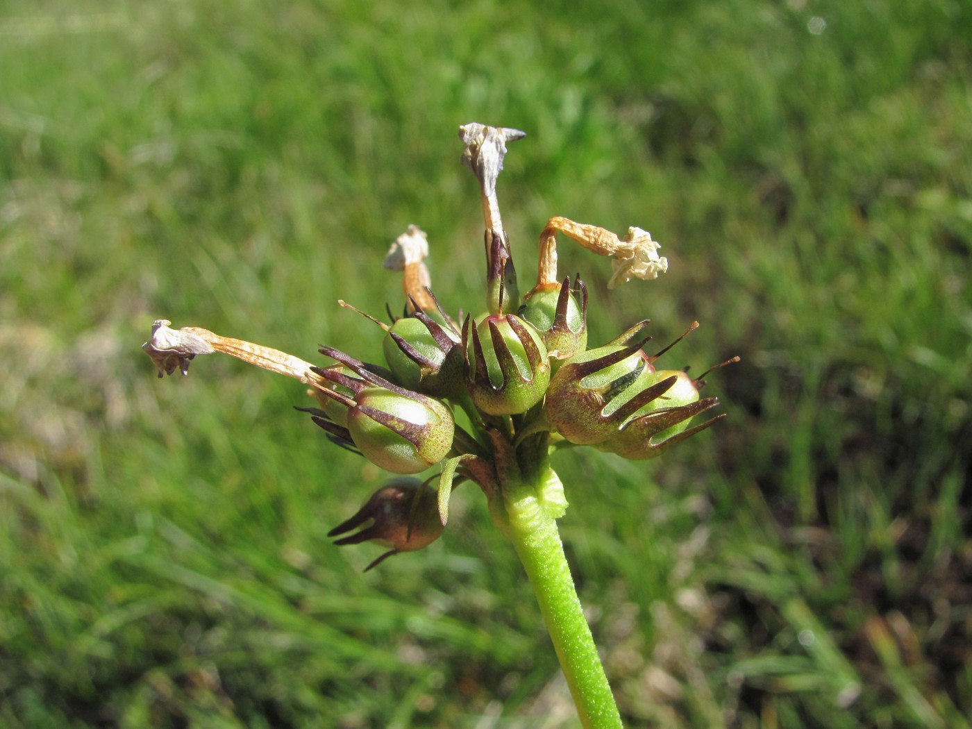 Image of Primula auriculata specimen.