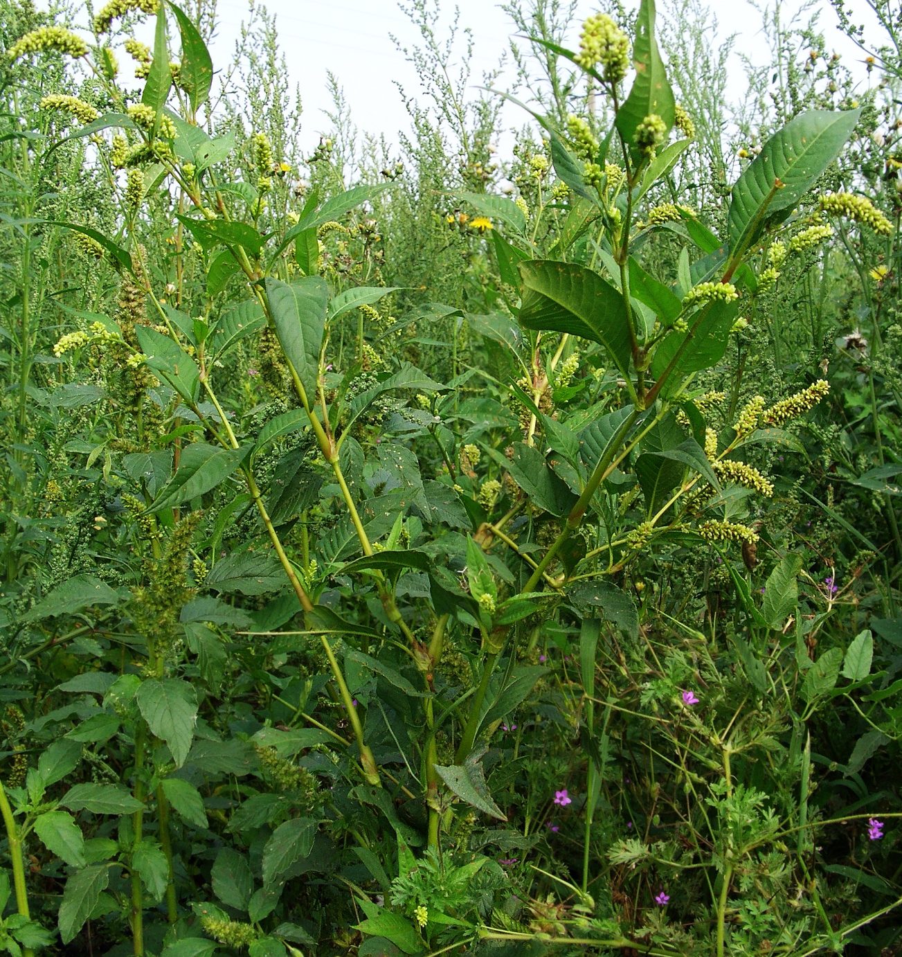 Изображение особи Persicaria scabra.