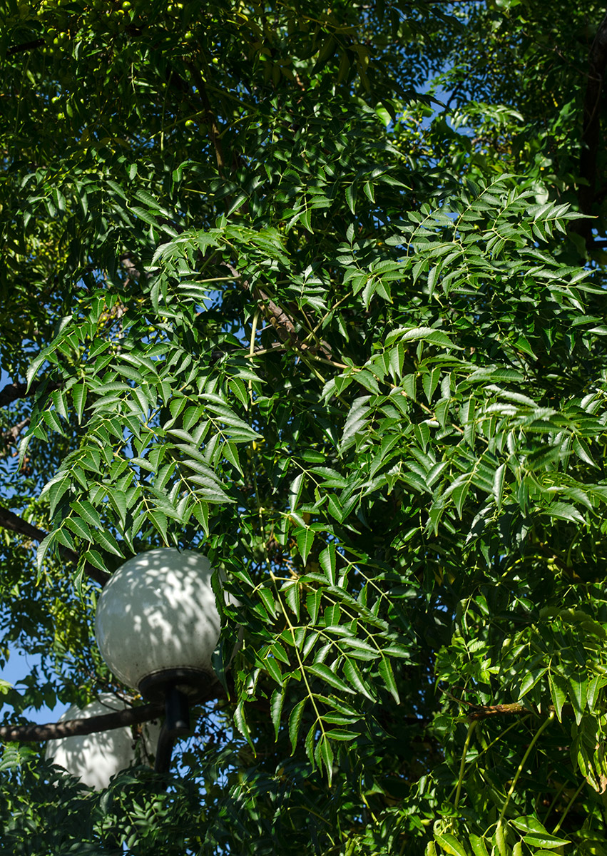 Image of Melia azedarach specimen.