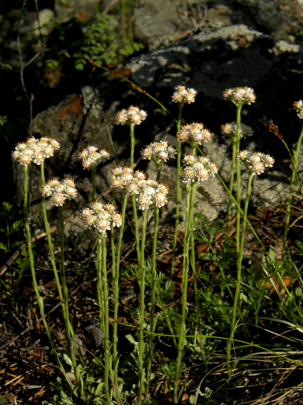 Image of Antennaria dioica specimen.