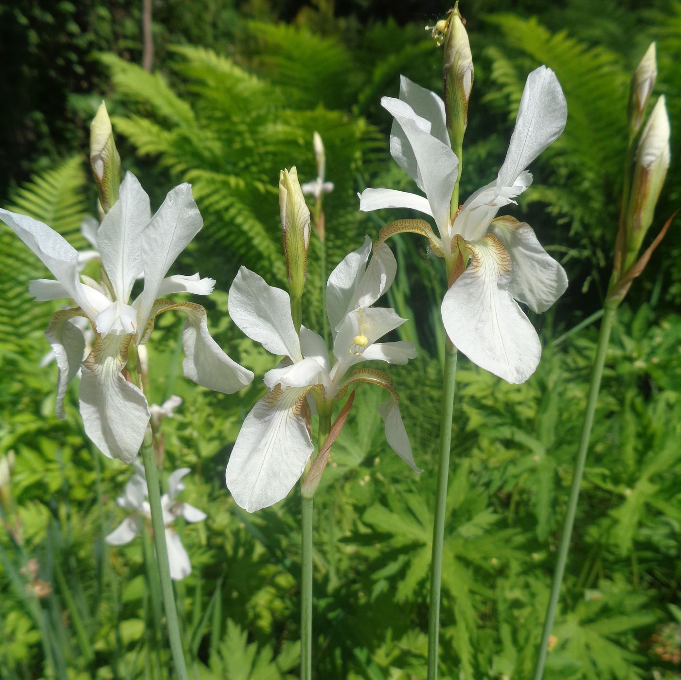 Image of Iris sibirica specimen.