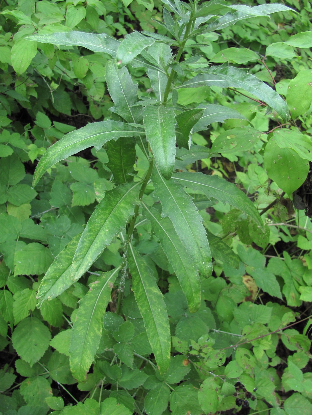 Image of Cirsium setosum specimen.