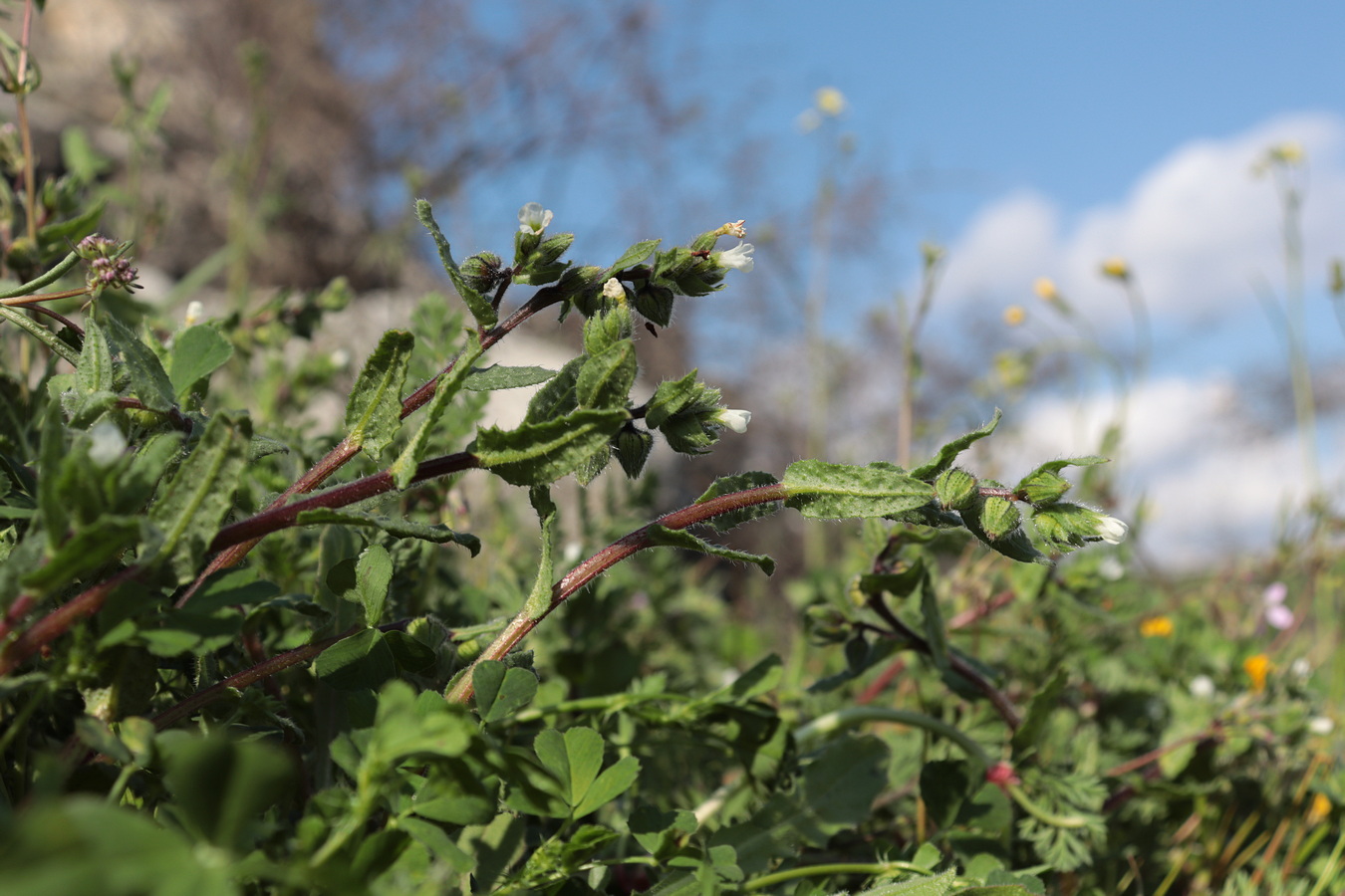 Image of Nonea echioides specimen.