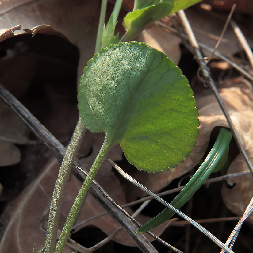 Image of Viola rupestris specimen.