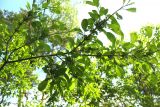 Rhamnus cathartica