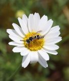 Anthemis ruthenica