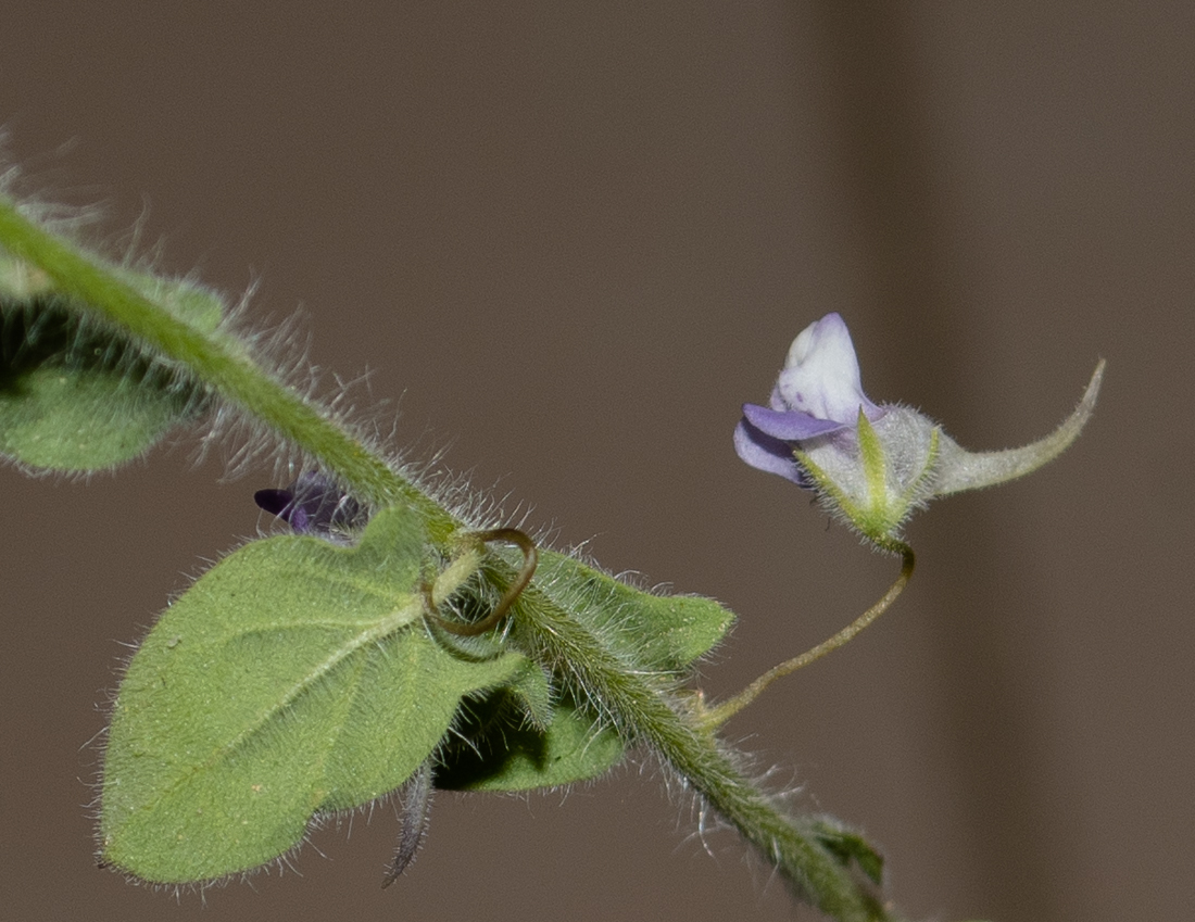 Image of Kickxia commutata ssp. graeca specimen.