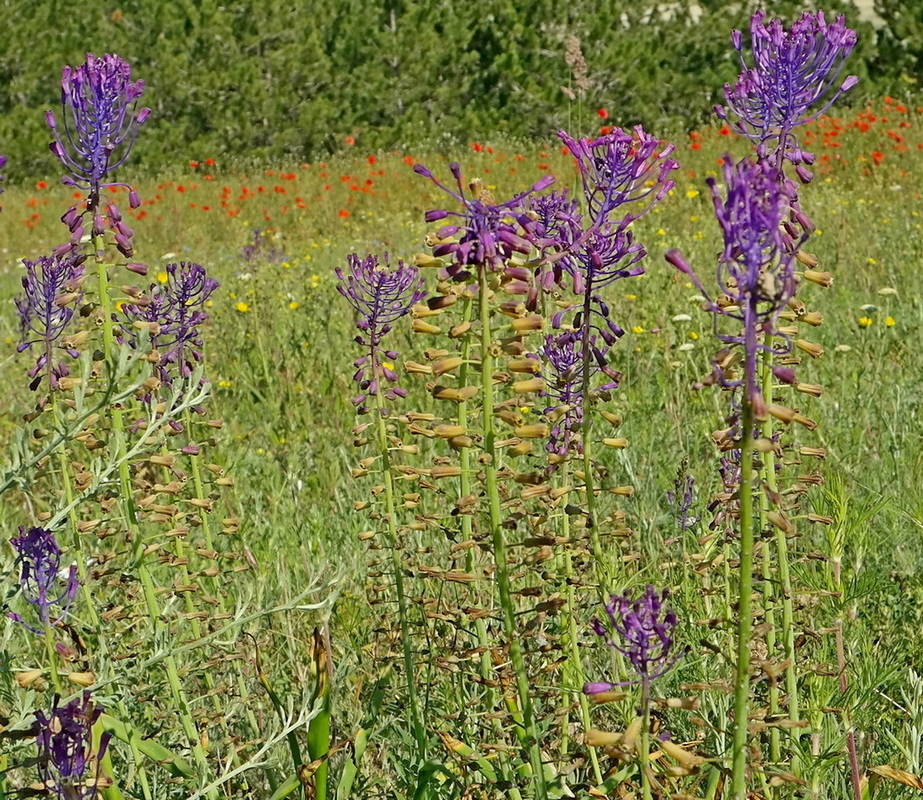 Image of Leopoldia comosa specimen.