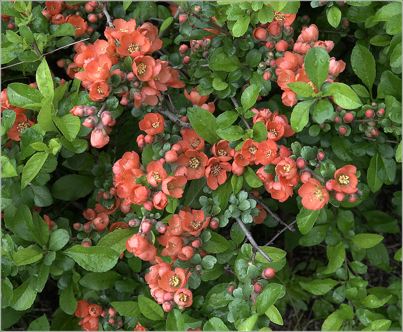 Image of Chaenomeles japonica specimen.