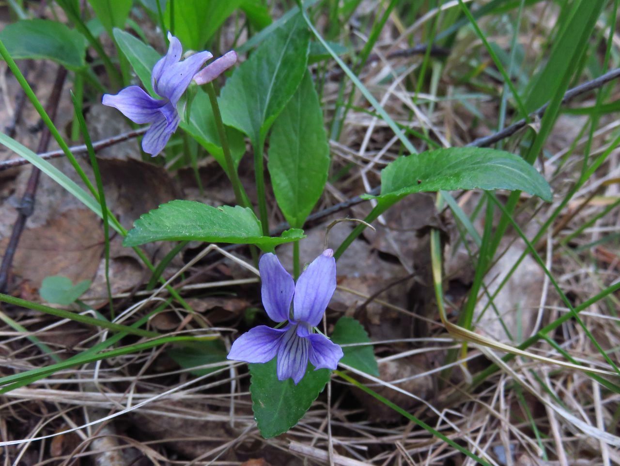 Изображение особи Viola jeniseensis.