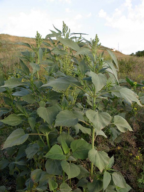 Image of Cyclachaena xanthiifolia specimen.