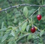Cerasus fruticosa. Верхушка веточки с плодами. Пермский край, Кунгурский р-н, правый берег р. Сылва, окр. ур. Камень Ермак, сосновый бор, крутой склон. 11.07.2021.