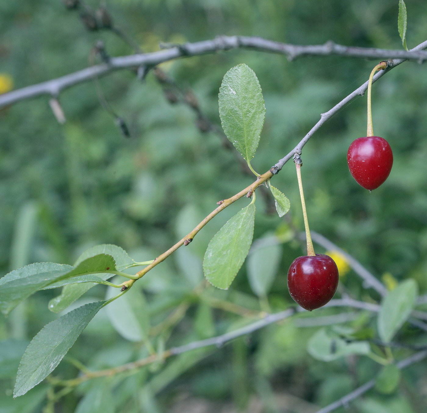 Image of Cerasus fruticosa specimen.