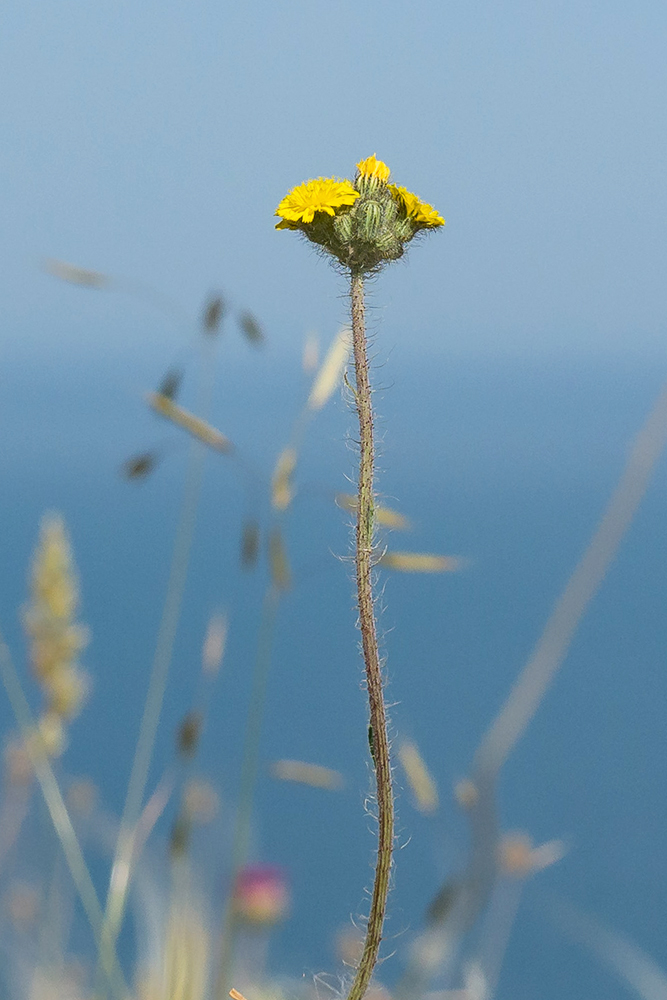 Image of Pilosella echioides specimen.