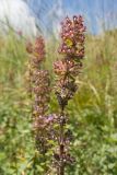 Thymus pulchellus. Верхушки побегов с соплодиями. Краснодарский край, Мостовской р-н, окр. пгт Псебай, хр. Герпегем, обнажение гипса на склоне горы. 19.08.2021.