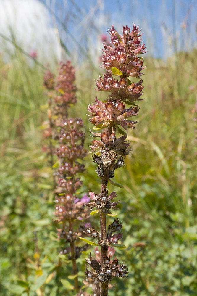 Image of Thymus pulchellus specimen.