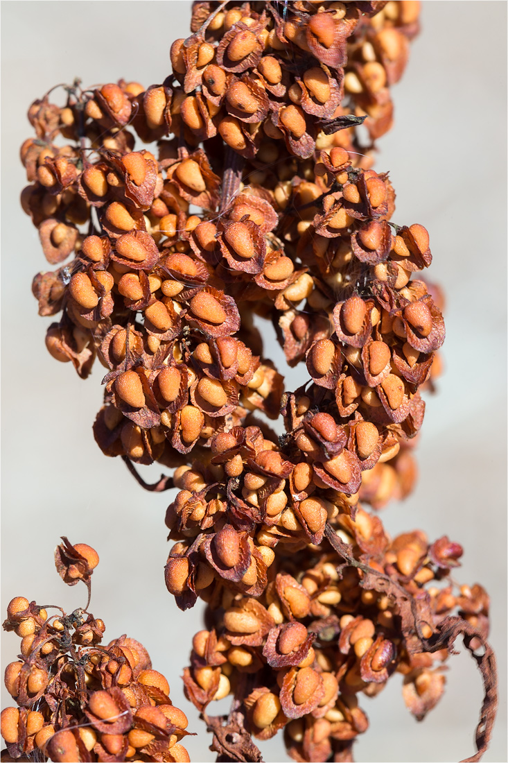 Image of Rumex hydrolapathum specimen.