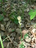 genus Carex