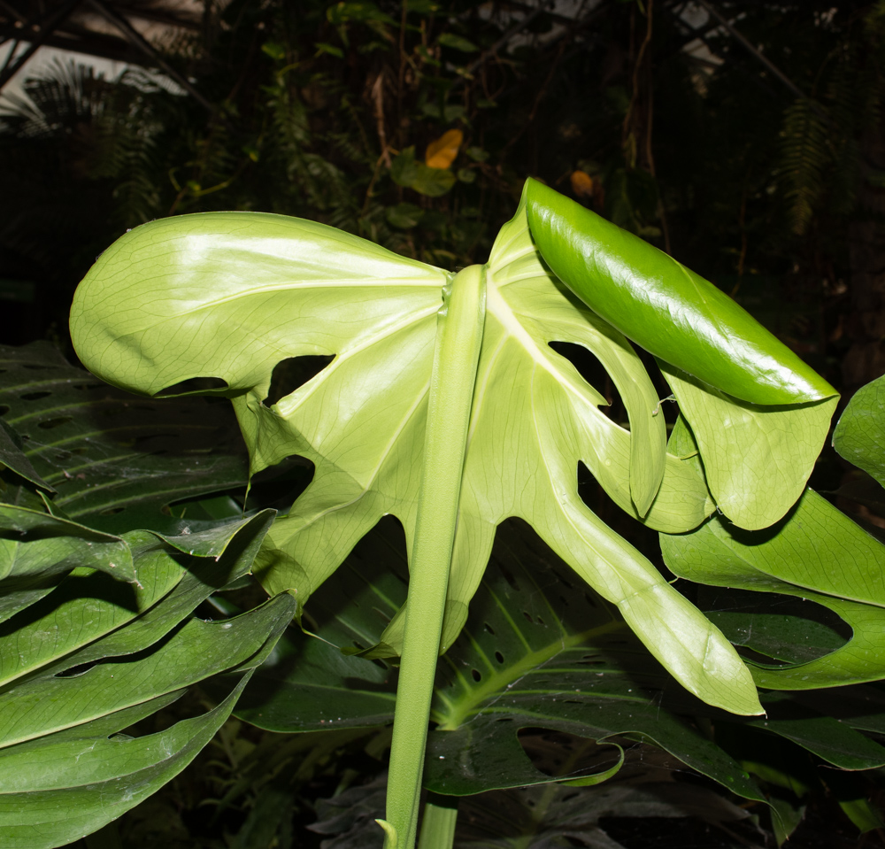 Image of Monstera deliciosa specimen.