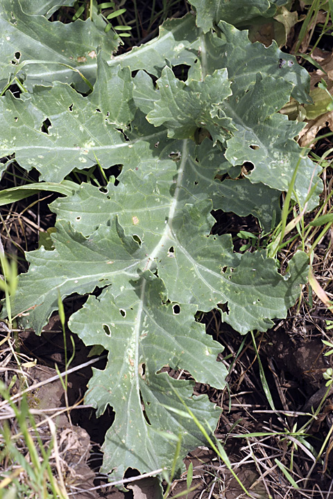 Image of Crambe orientalis specimen.