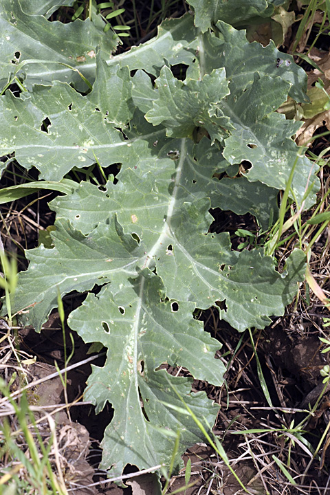 Изображение особи Crambe orientalis.