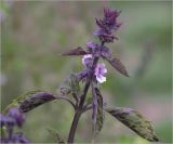 Ocimum basilicum