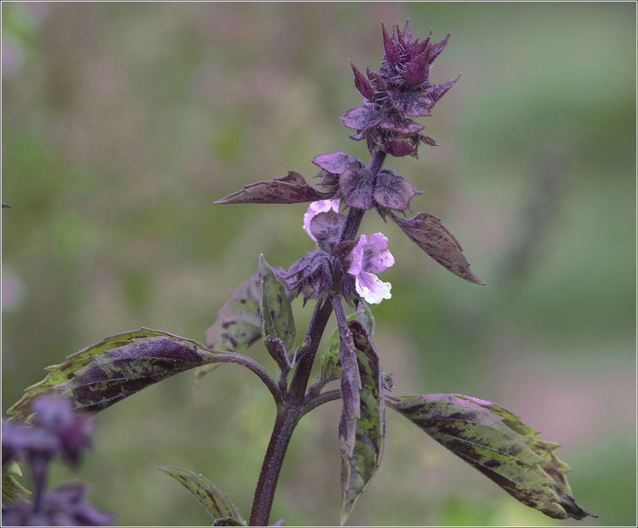 Изображение особи Ocimum basilicum.