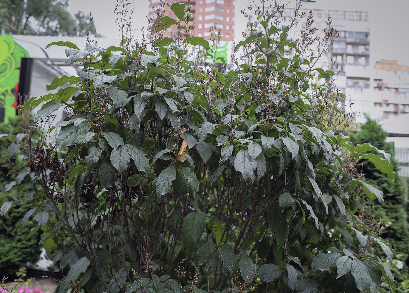 Image of Syringa &times; prestoniae specimen.