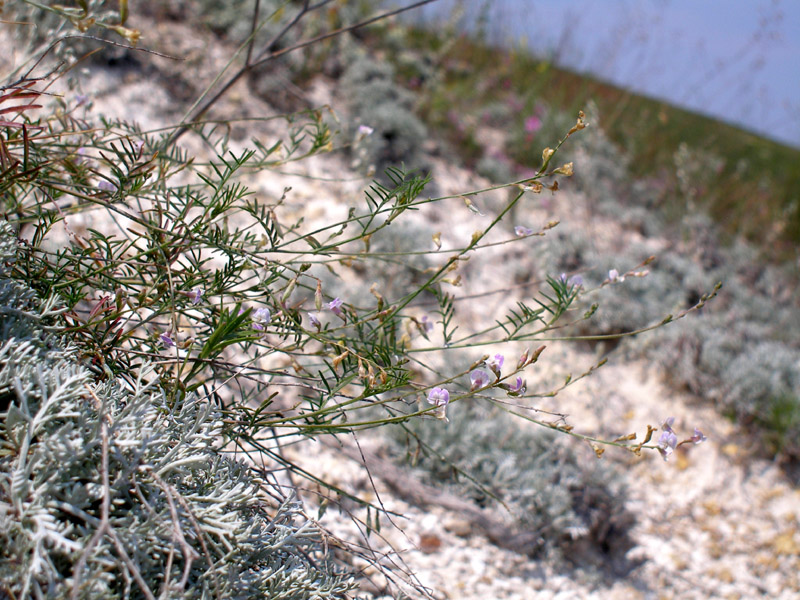 Изображение особи Astragalus austriacus.