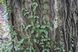 Euonymus fortunei