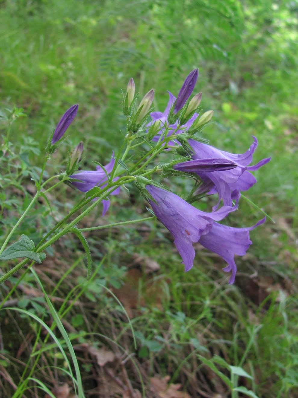 Изображение особи Campanula charadzae.