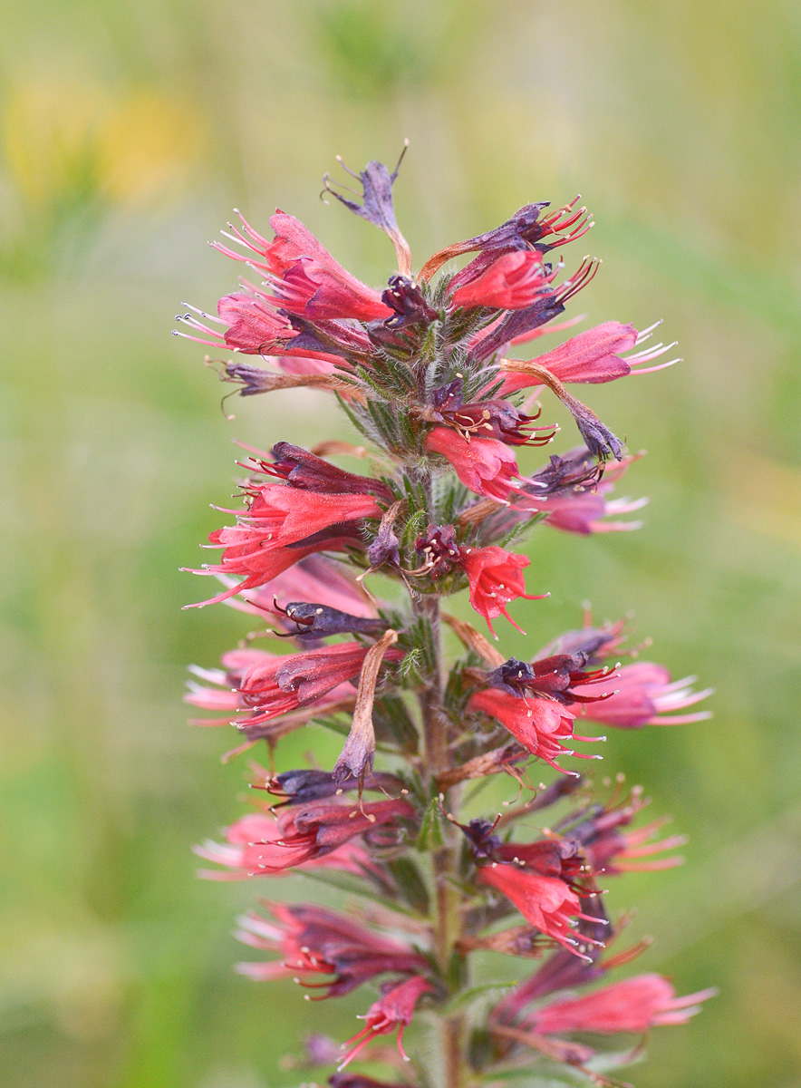 Изображение особи Echium russicum.