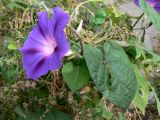 Ipomoea purpurea. Цветок и листья. Хабаровск за 1-й краевой больницей. 17.09.2012.