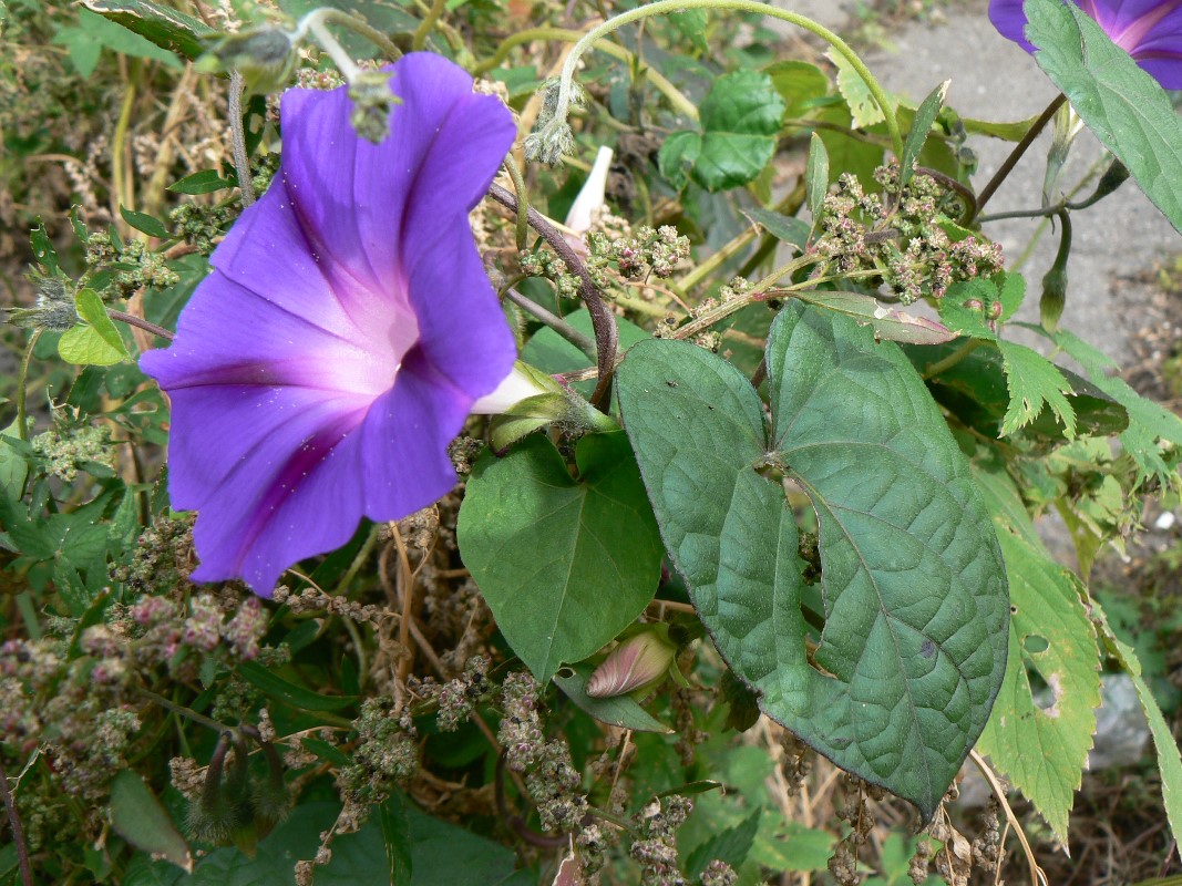 Image of Ipomoea purpurea specimen.