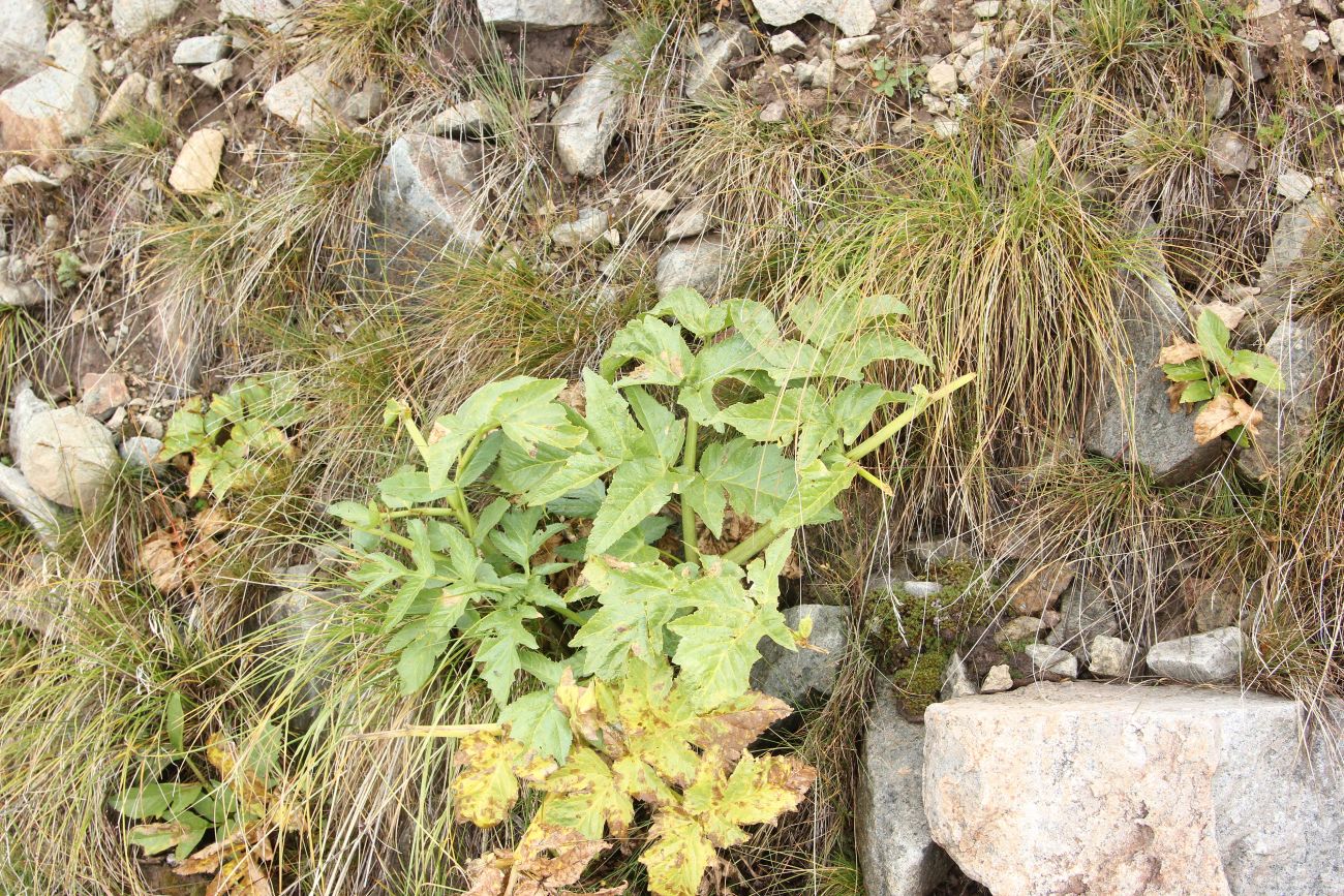 Image of Archangelica decurrens specimen.