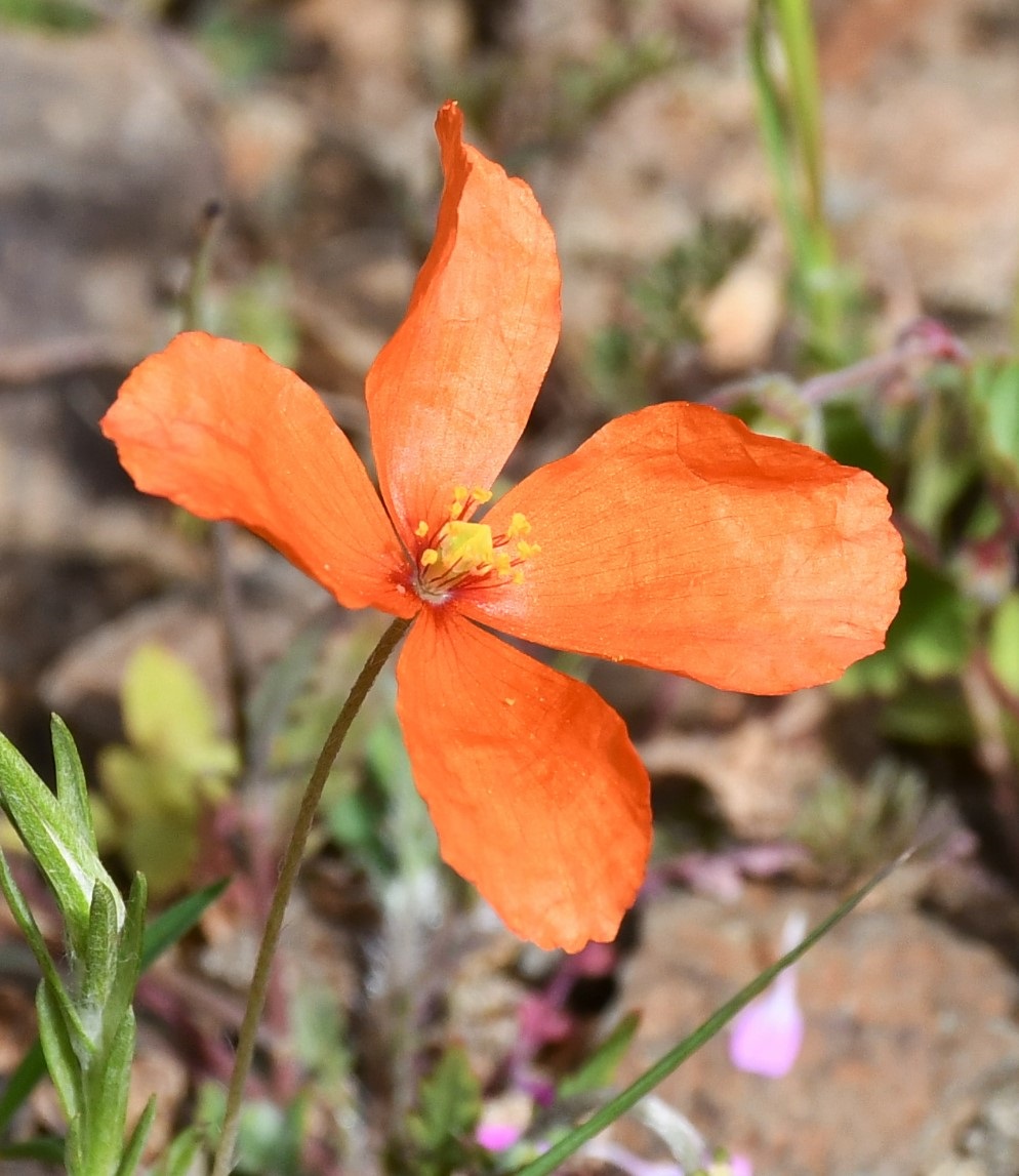 Изображение особи Papaver paphium.