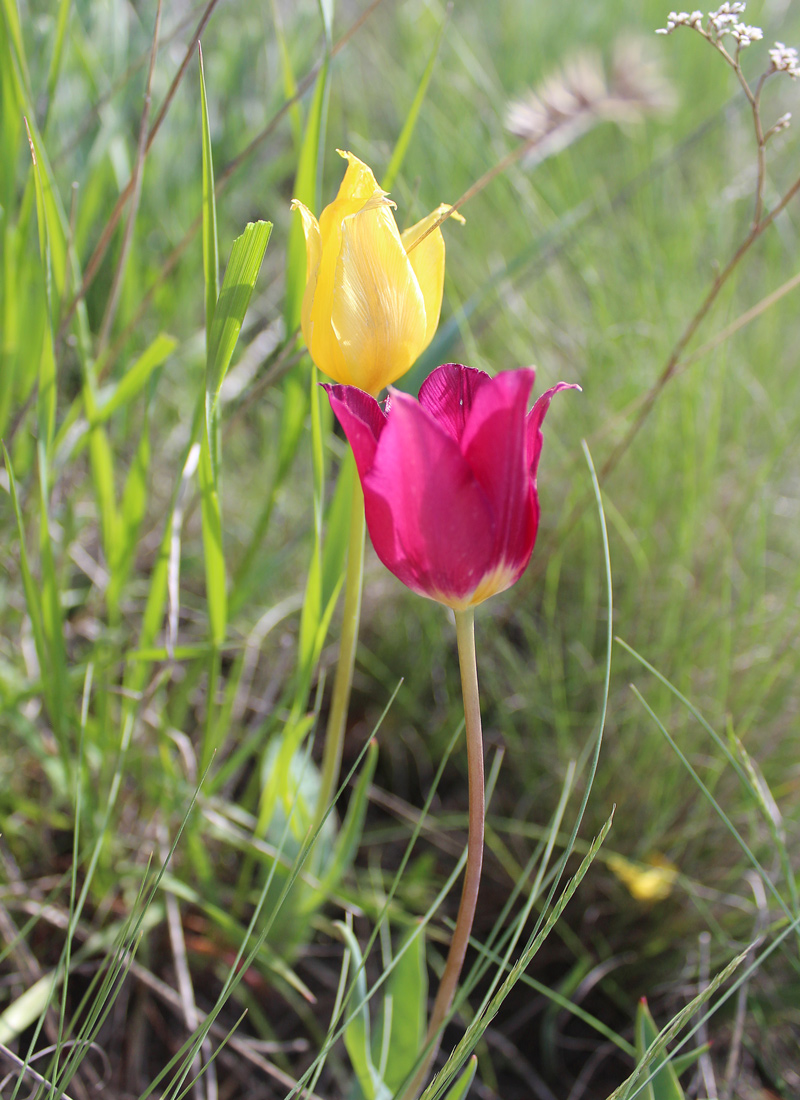 Image of Tulipa suaveolens specimen.