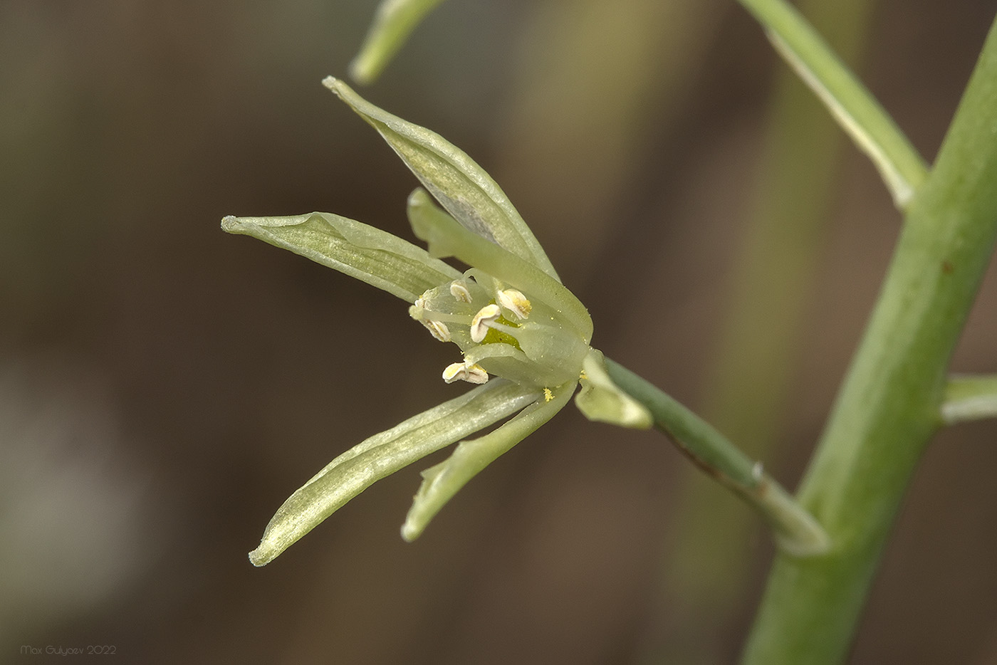 Изображение особи Ornithogalum pyrenaicum.