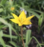 Tulipa biebersteiniana