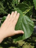 Tilia americana. Крупный лист нижней ветви. Санкт-Петербург, Кировский р-н, декоративное озеленение. 09.07.2022.