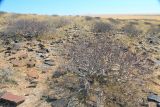 Sesamothamnus guerichii. Вегетирующее растение. Намибия, обл. Кунене, округ Springbokwasser, национальный парк \"Берег Скелетов\". 14.01.2010.