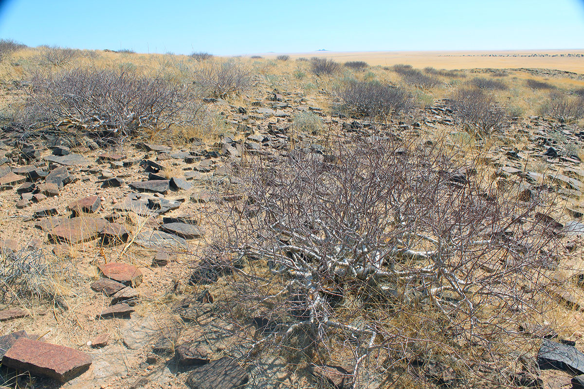 Image of Sesamothamnus guerichii specimen.