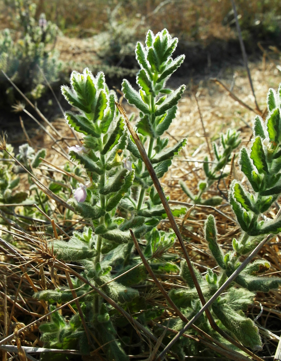 Image of Teucrium scordioides specimen.