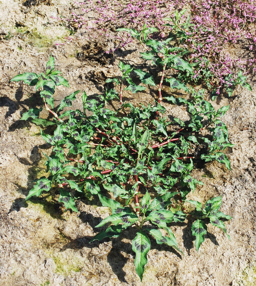 Image of Persicaria maculosa specimen.